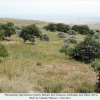 polyommatus agrodiaetus ripartii biotope3